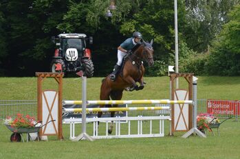 Hocherfolgreiches Amateur-Springpferd zu Verkaufen