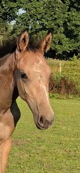 Hochkarätiges Hannoveraner Stutfohlen (2025), Margit , Pferd kaufen, Schiffdorf