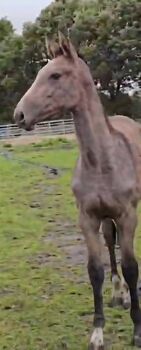 Hochkarätiges Hannoveraner Stutfohlen (2025)