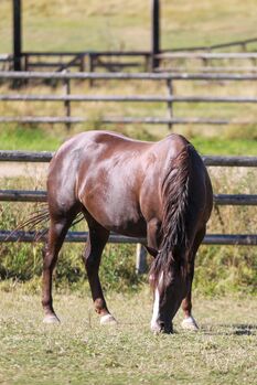 Hollywood Dun It Tochter, Kerstin Rehbehn (Pferdemarketing Ost), Horses For Sale, Nienburg