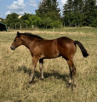 Hollywood Dun It gezogenes Quarter Horse Hengstfohlen, Kerstin Rehbehn (Pferdemarketing Ost), Horses For Sale, Nienburg