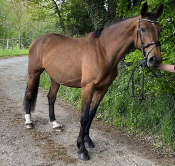 Holsteiner Zuchtstute/Beisteller, Sophie, Horses For Sale, Kühren