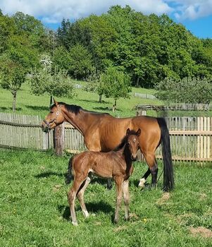 Holsteiner Fohlen, Jährling von Million Dollar x Comme il faut