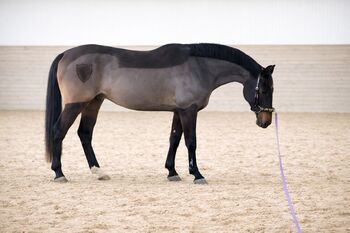 Holsteiner Stute von Carlos dz