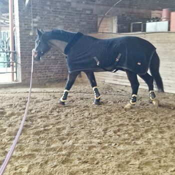 Holsteiner Stute von Carlos dz, Kobertz , Horses For Sale, Heinsberg