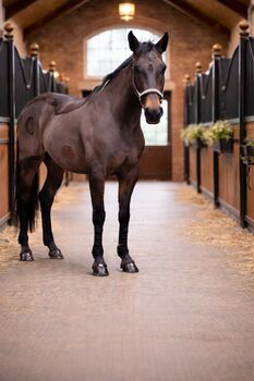 Holsteiner Stute von Carlos dz, Kobertz , Horses For Sale, Heinsberg