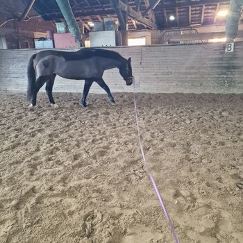 Holsteiner Stute von Carlos dz