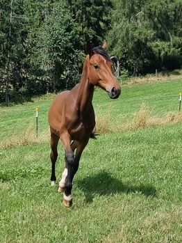 Holsteiner Jährling, Wallach von Million Dollar x Comme il faut, geboren am 25.04.2025