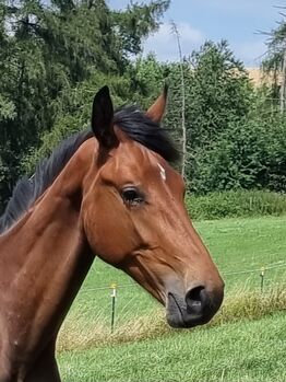 Holsteiner Jährling, Wallach von Million Dollar x Comme il faut, geboren am 25.04.2025, Jens , Horses For Sale, Bodenrode-Westhausen