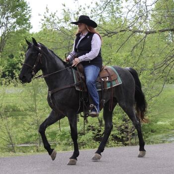Holsteiners, Mia, Horses For Sale, Buchholz in der Nordheide