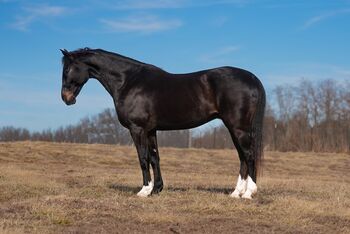 Holsteiners, Mia, Horses For Sale, Buchholz in der Nordheide