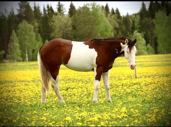 Homozygote SW1 Quarter Horse Stute mit Top-Reining-Abstammung