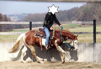 Homozygoter Splash-White QH/PH Hengst mit erstklassiger Genetik