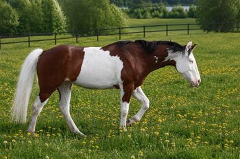 Homozygote SW1 Quarter Horse Stute mit Top-Reining-Abstammung, Kerstin Rehbehn (Pferdemarketing Ost), Konie na sprzedaż, Nienburg
