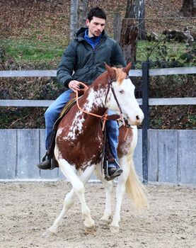 Homozygoter Splash-White QH/PH Hengst mit erstklassiger Genetik