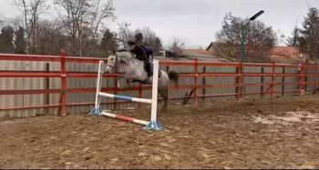 Hungarian Jumping horse