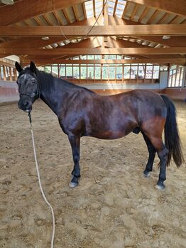 Ungarischer Warmblutmix, Eva Urthaler, Horses For Sale, Olang