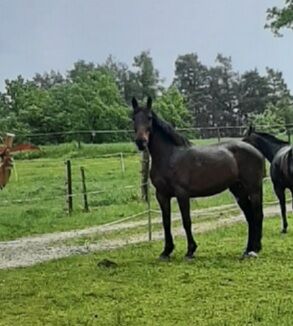 Ungarische Warmblutstute
