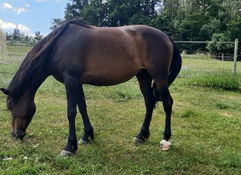 Ungarische Warmblutstute, Susanne, Horses For Sale, Pregarten
