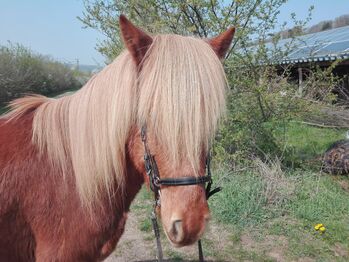 honnoveranisches Reithalfter Größe Isländer/Pony, Marah Plieninger, Nosebands, Witzenhausen