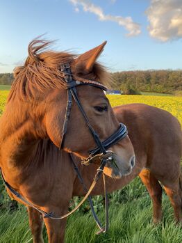 Anatomische Trense Bridlery, Bridlery, Anna Vidahl, Bridles & Headstalls, Petershagen