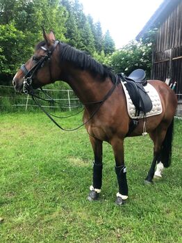 Kandare (Zaum inkl. Dressurkandare u. Unterlegtrense)