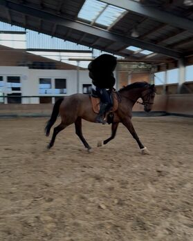 **Gehobenes Freizeitpferd, Dressurpferd, braune Stute, 8 Jahre **