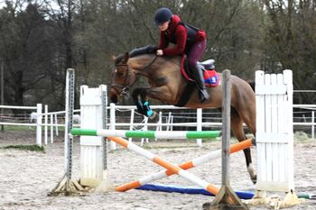 Springpony Endmaßpony, Michael , Horses For Sale, Neißemünde Breslack