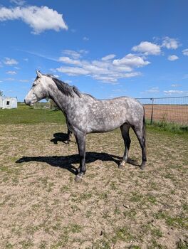 Springpferd, Wallach, 6 Jährig, 1,68 m,Condoctro X Cortoni