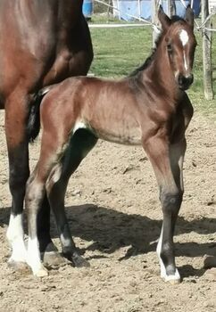 jump horse