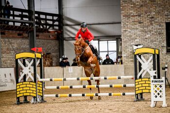 Show jumping mare 🎼 Cantare