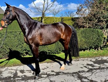 Springpferd Wallach von Chubakko 4 jährig, Annemarie, Horses For Sale, Dortmund