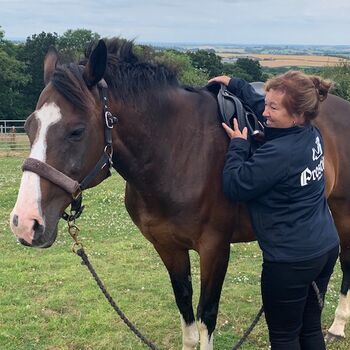 Horse Bit & Anatomical Bridle Fitting at Dragonfly Saddlery, Dragonfly Saddlery, Dragonfly Saddlery (Dragonfly Saddlery), Sklepy internetowe z artykułami jeździeckimi, Crediton