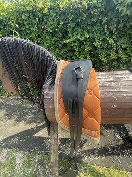 Horse Bodyformer, Franz Grünbeck Horse Bodyforming Horse Bodyformer, Beate Wittmann, Longieren, Philippsburg