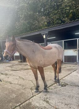 ✂️Horse Clipping Service ✂️