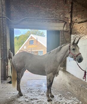 ✂️Horse Clipping Service ✂️, Do, Pozostałe, Brighton 