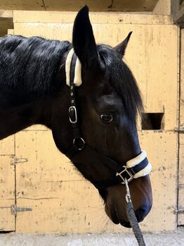 licol pour cheval avec peau de mouton, Trotando Juntos, Maite (Productos Ecuestres Trotando Juntos S.L), Halters, Palau solita y plegamans