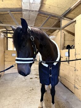 licol pour cheval avec peau de mouton Trotando Juntos