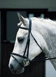 Horse Jumping Bridles at Brendon Stud & Saddlery, Brendon Saddlery (Brendon Saddlery, West Sussex, UK), Jumping Saddle, Pyecombe