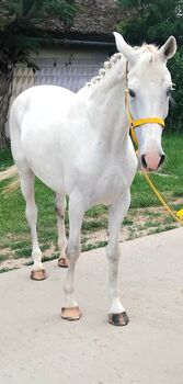 FREIZEIT PFERD