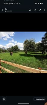 Pferd / Pony zu Verfügung gesucht 6* Zuhause Offenstall o.paddockbox Asthmatiker solekammer, Stefanie, Horses For Sale, Goch