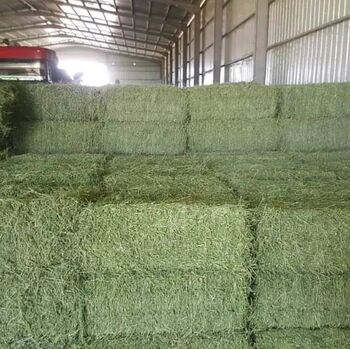 Horse quality Alfalfa, Timothy and Orchard grass, Alfalfa hay, Southeast family farm, Hay & Straw, Chris McCall