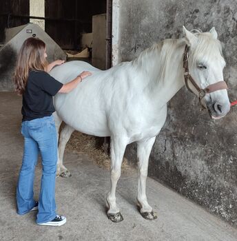 Horse & Rider Bodywork NI, Bowen Technique NI , Beverley Robinson , Therapie & Behandlung, Belfast East