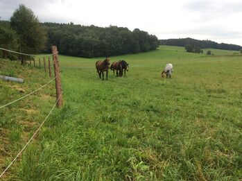 Reitbeteiligung in St. Georgen am Fillmannsbach eigene Pferde Quarter Horse