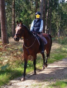 Reitbeteiligung (Pferd gesucht) bei 21509 Glinde + 10 km, Florentine , Horse Sharing, Glinde