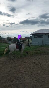 Reitbeteiligung Geführtes reiten kinderreiten