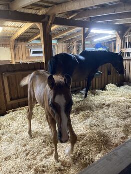 Pferdestall Weidehütte Alpakastall, Olaf Nielsen, Meyer, Horse & Stable Mats, Schiffdorf