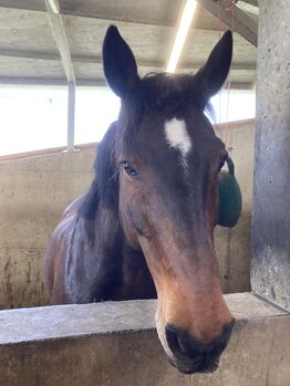 Pferd kostenfrei abzugeben, Fabienne, Horses For Sale, Feldkirch