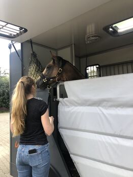 Pferdetransporte, von A nach B ;MSG REnault Master Stallion