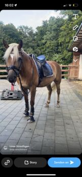 Reitbeteiligung, Haflinger  Freizeitpferd , Johnna, Horse Sharing, Straden 